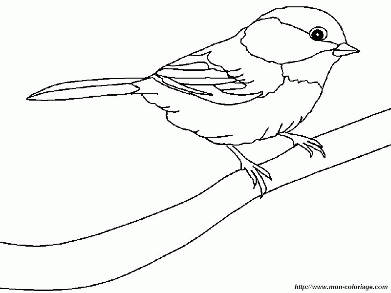 black capped chickadee Colouring Pages Clip Art Library