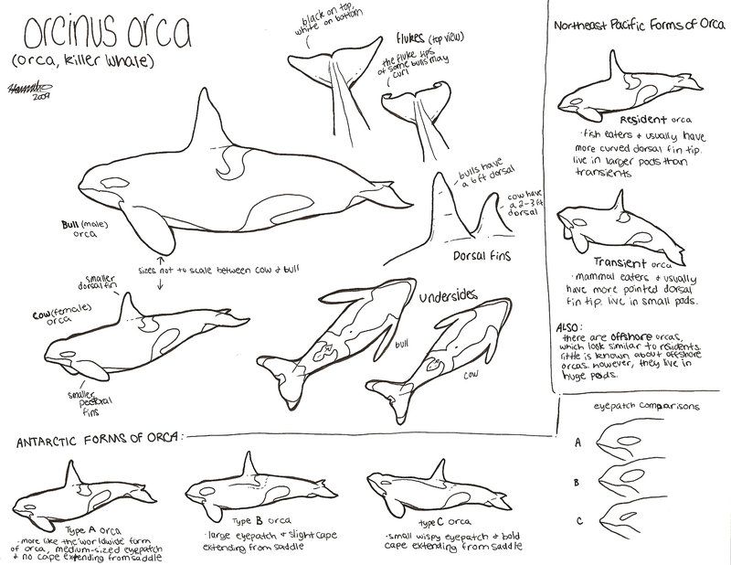 Free Killer Whales Coloring Pages Download Free Killer Whales Coloring