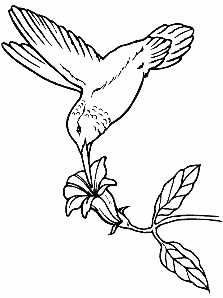 realistic humming bird Colouring Pages
