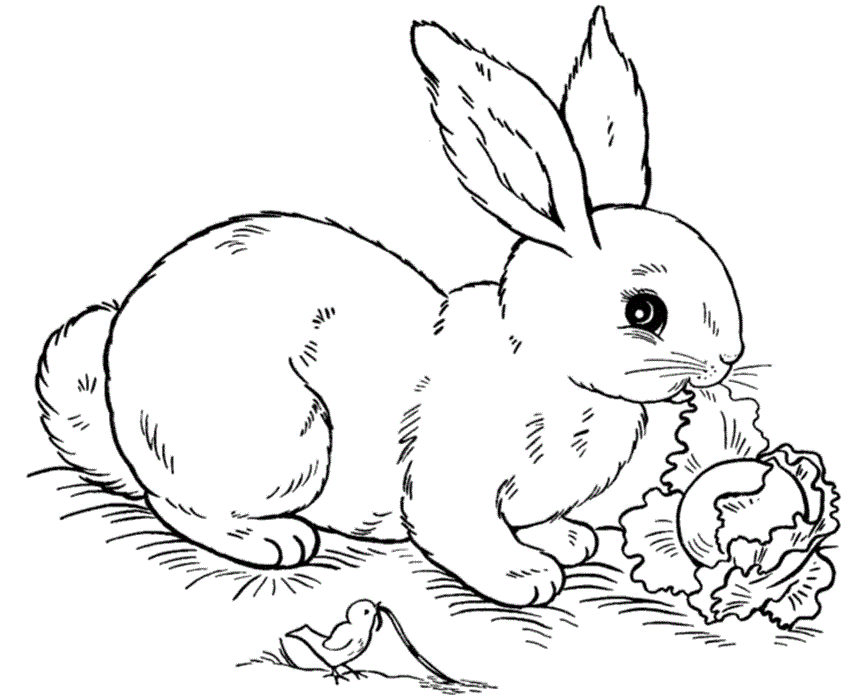 Free Bunny Coloring Pages Free Printable, Download Free Bunny Coloring