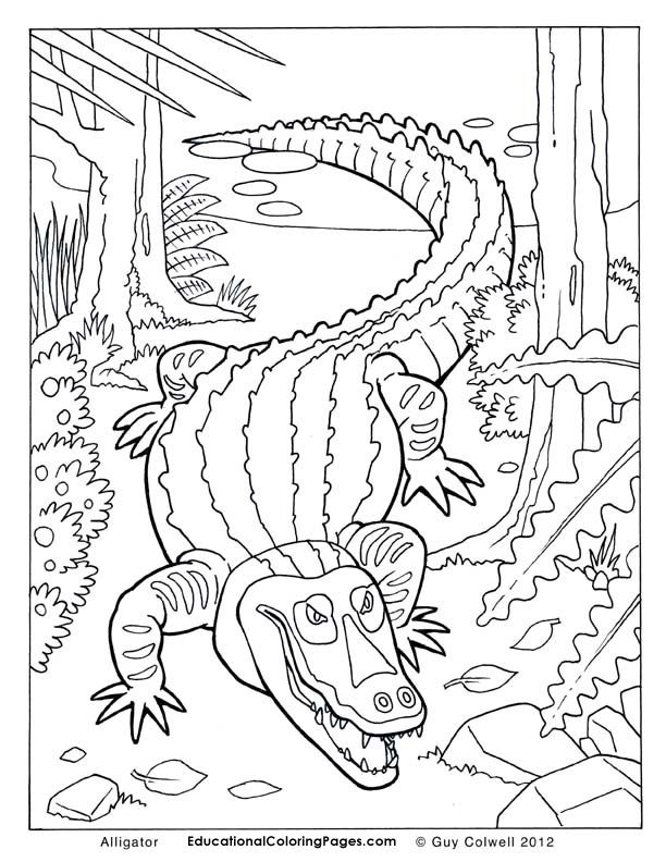 animal coloring pages to print | Animal 