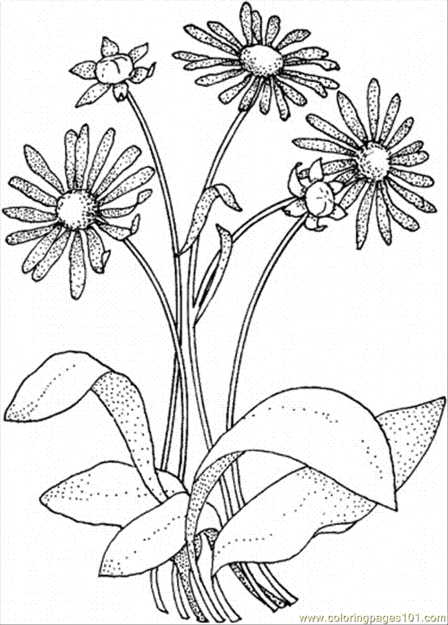 Coloring Pages Daisy 8 (Natural World  Flowers) | free printable