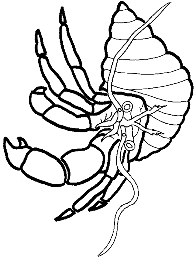 Hermit Crab coloring page - Animals Town - animals color sheet