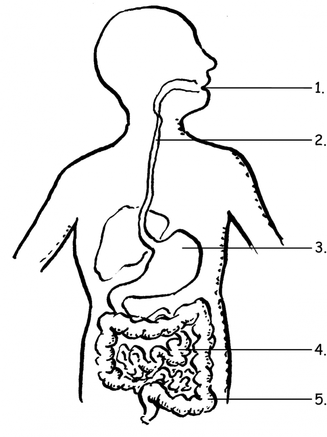 Free Coloring Pages Of Digestive System Download Free Coloring Pages 