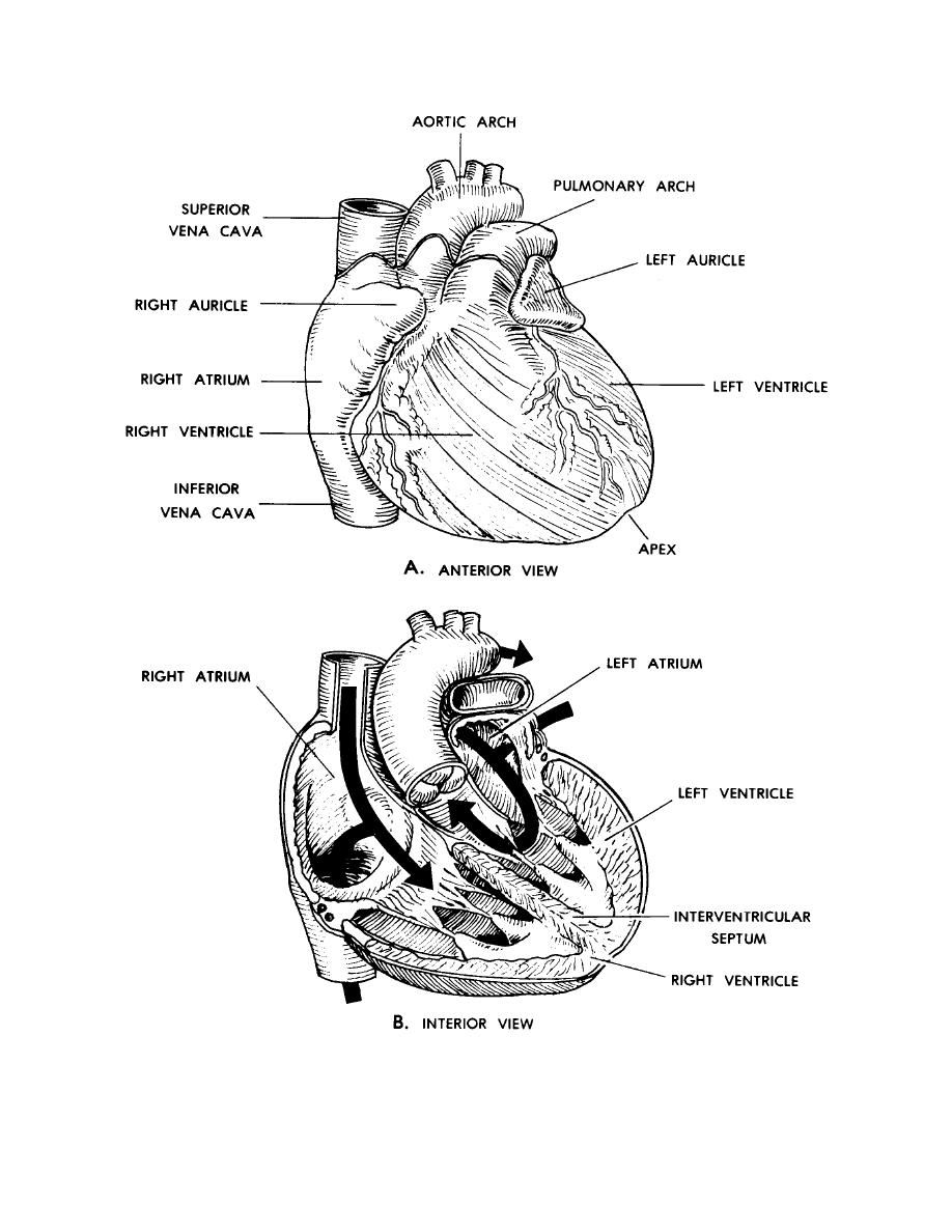 Free Anatomy Coloring Pages Heart, Download Free Anatomy Coloring Pages