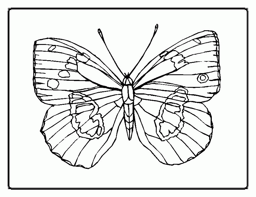 Brush Footed Butterfly Clip Art Library