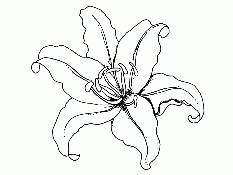 16 Orchid Coloring Pages For Adults Printable Coloring Pages 