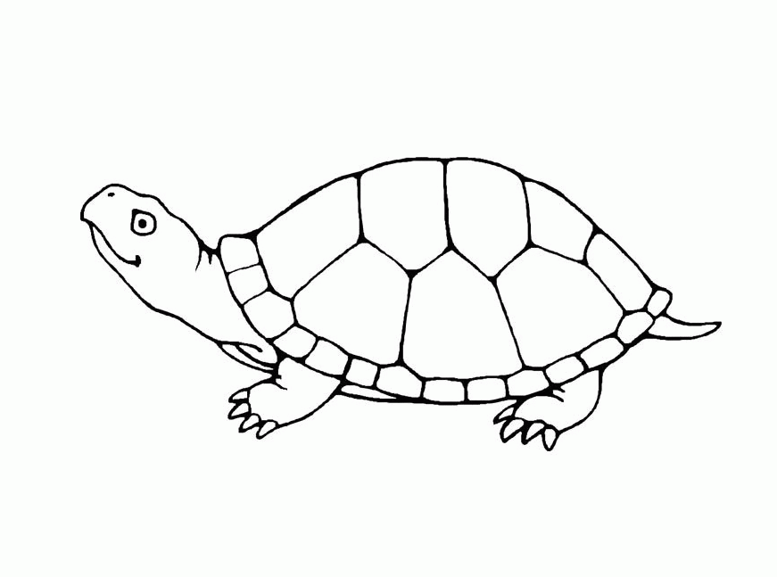 Free Sea Turtle Coloring Pages Printable Download Free Sea Turtle 