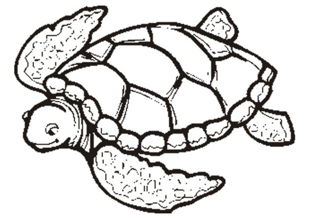 Coloring Page Turtle | Coloring Pages Printable
