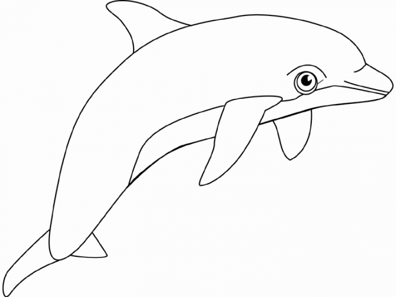 Dolphin Drawing - HD Printable Coloring Pages