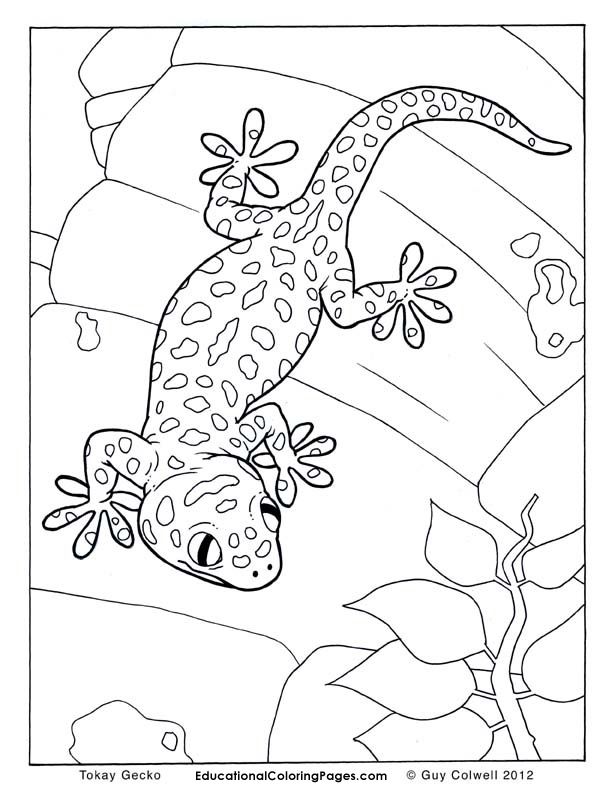 Crawly Creepers BookOne Coloring Pages | Animal Coloring Pages