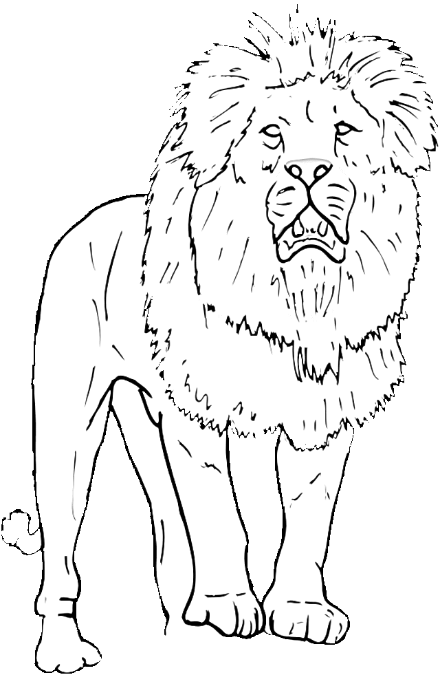 Wild Lion Coloring Page | Coloring Pages Animals Org