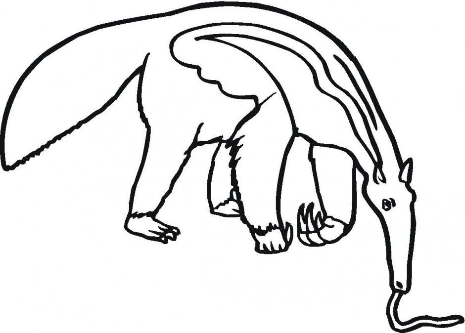 Anteater Drawing ClipArt Best Anteater Coloring Page