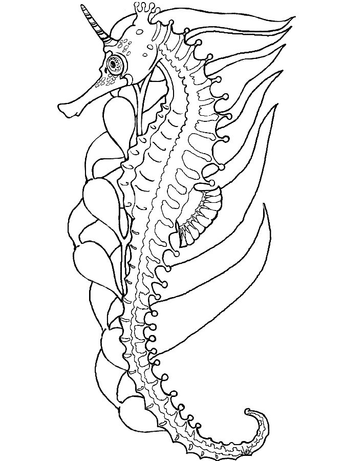 Seahorse Coloring Pages Online | Alfa Coloring Pages