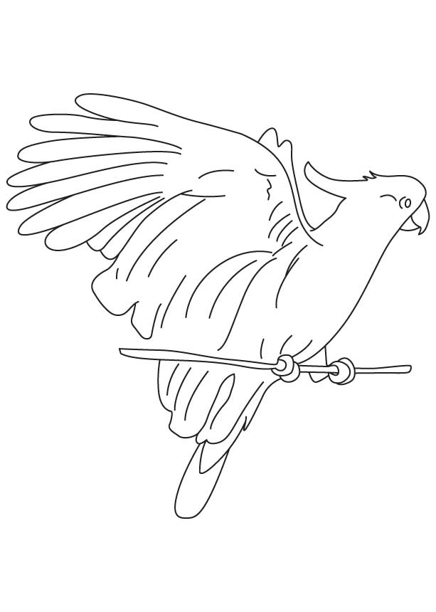macaw-bird-coloring-pages