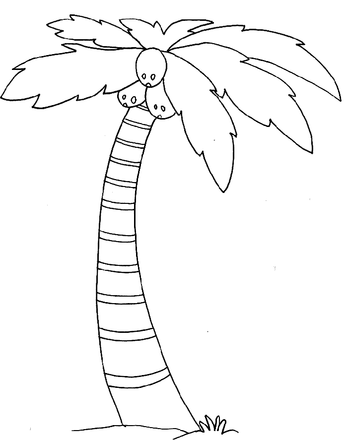 Palm Tree Coloring Page Images  Pictures 