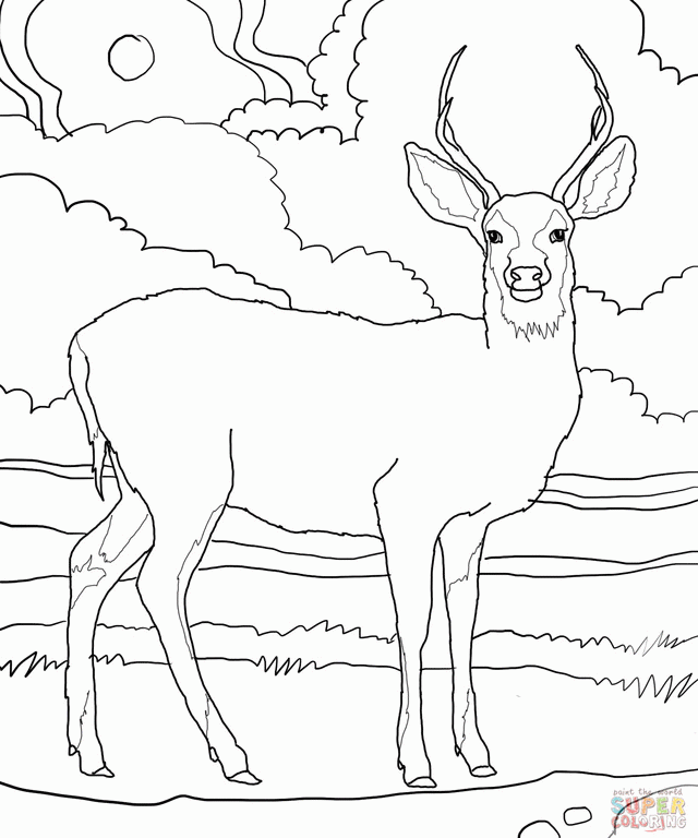 White Tailed Deer Coloring Page | Free Printable Coloring Pages