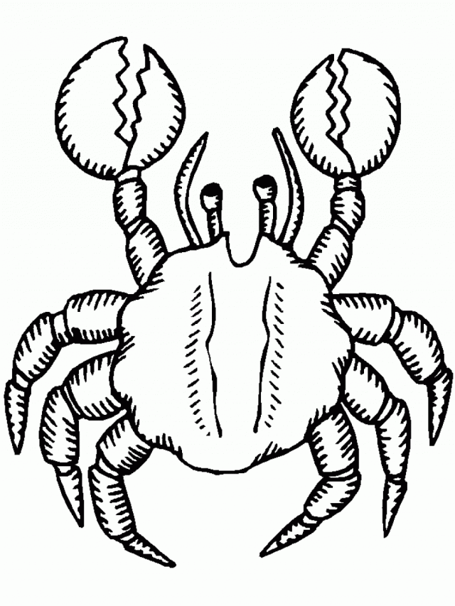 Free Toddler Crab Animal Coloring Page Templates For Toddler