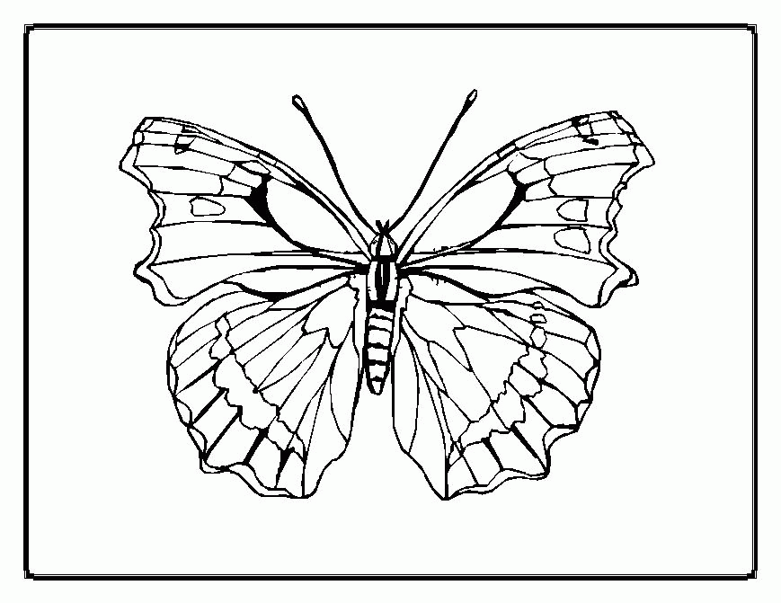 Butterfly| Coloring Pages for Kids, to print