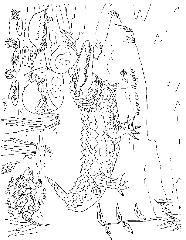 florida panther Colouring Pages