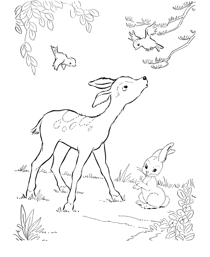 Deer Coloring Page | Wild Bambi like Deer Coloring Pages and Kids