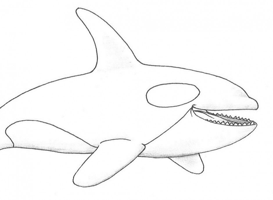 Whale Coloring Page Orca Whale Coloring Pages