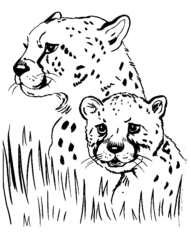 Coloring Pages Realistic Animals | Free Coloring pages