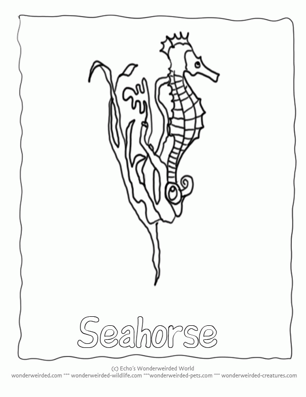 Seahorse Coloring Pages Ocean, Collection of Seahorse Pictures