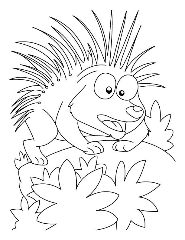 Porcupine in attacking mood coloring pages | Download Free