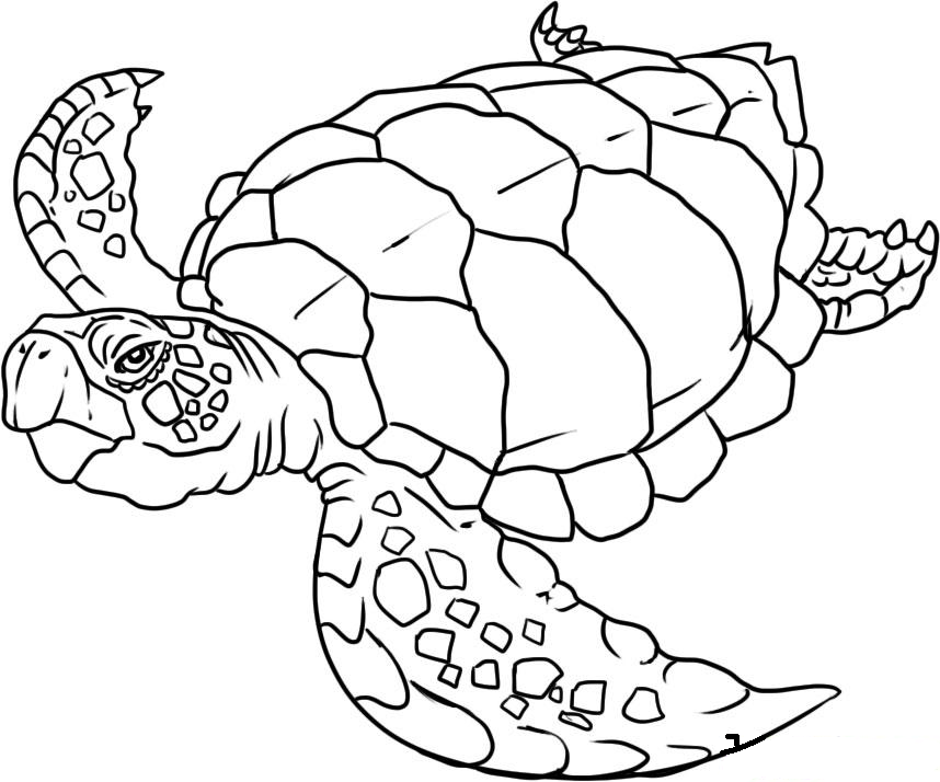 coloring pages of baby sea turtles