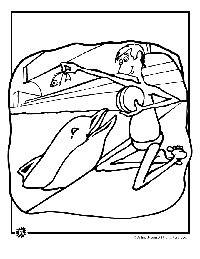 Dolphin Images Cartoon