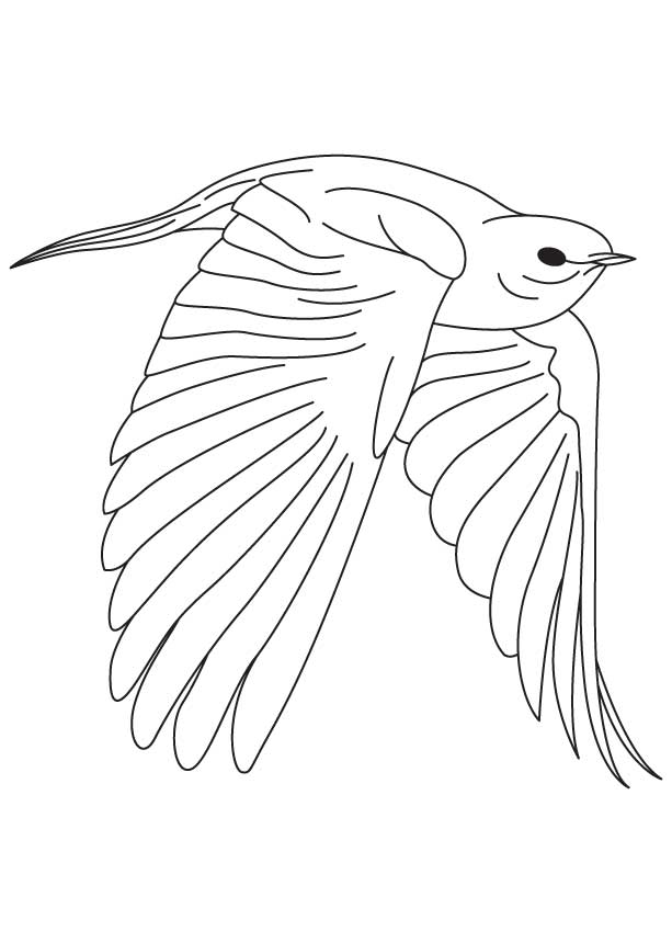 Fearless bluebird coloring page | Download Free Fearless bluebird