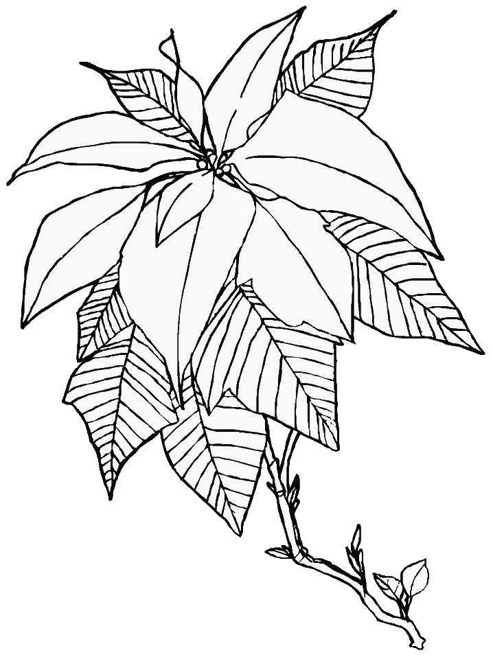 Poinsettia3 Holidays Coloring Pages  Coloring Book