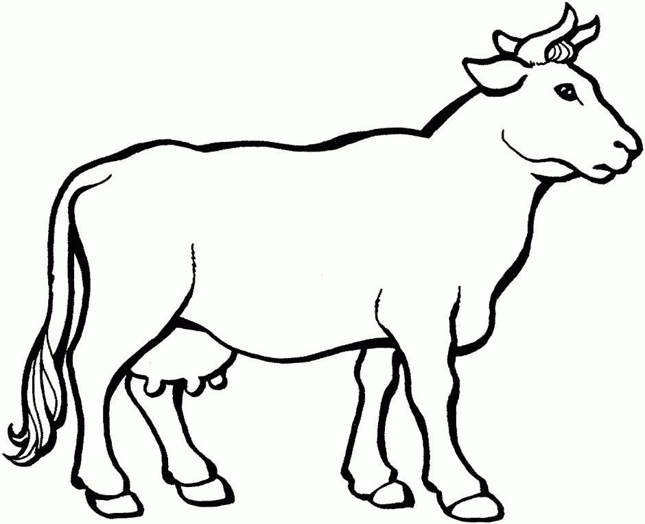 Cow Colouring Pages Clip Art Library