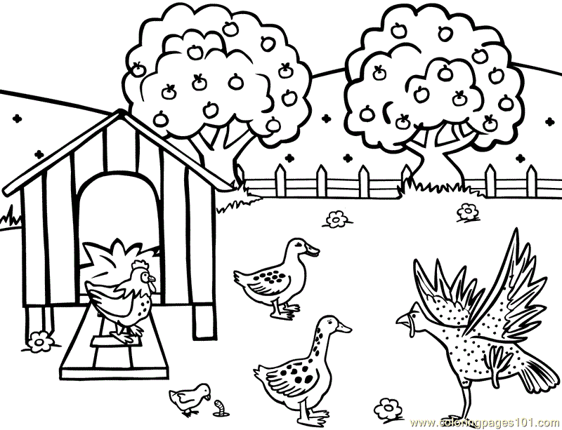 Coloring Pages Chicken hen feeding farm (Birds  Chicks, Hens