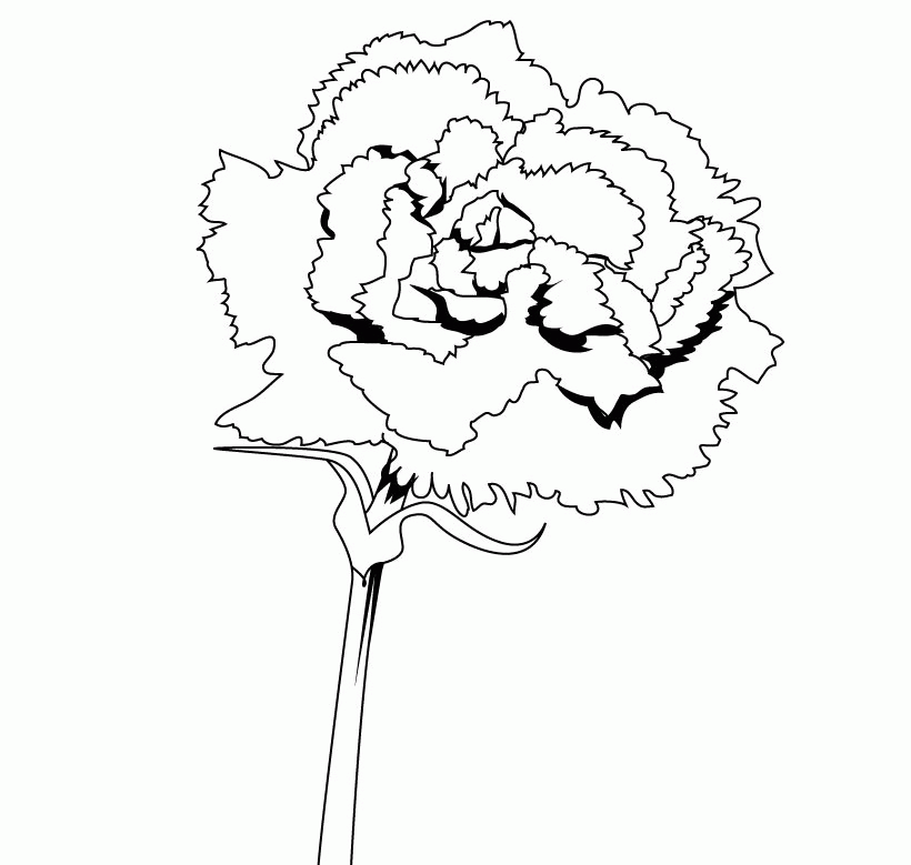 Sweet Carnation Coloring Page Source Tv Best Res Sweet Carnation
