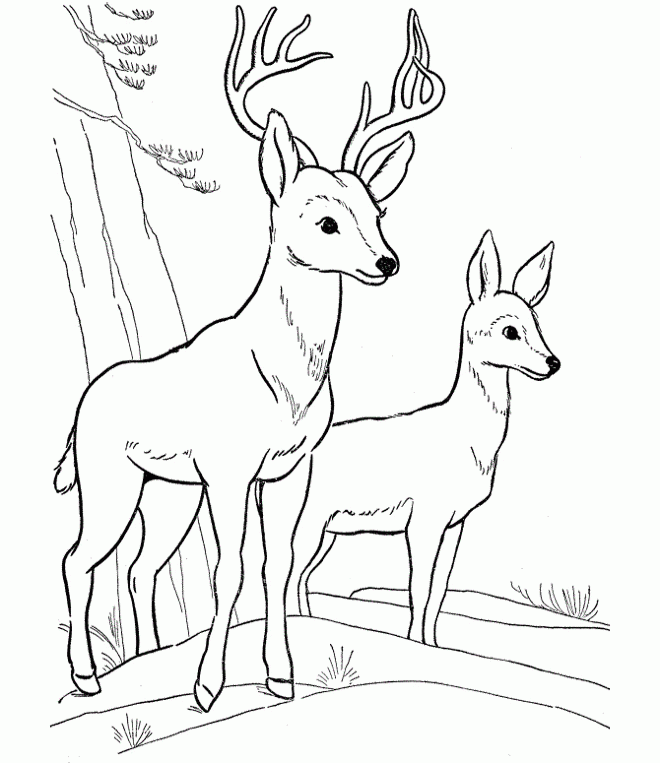 Two-Deer-Coloring-Pages