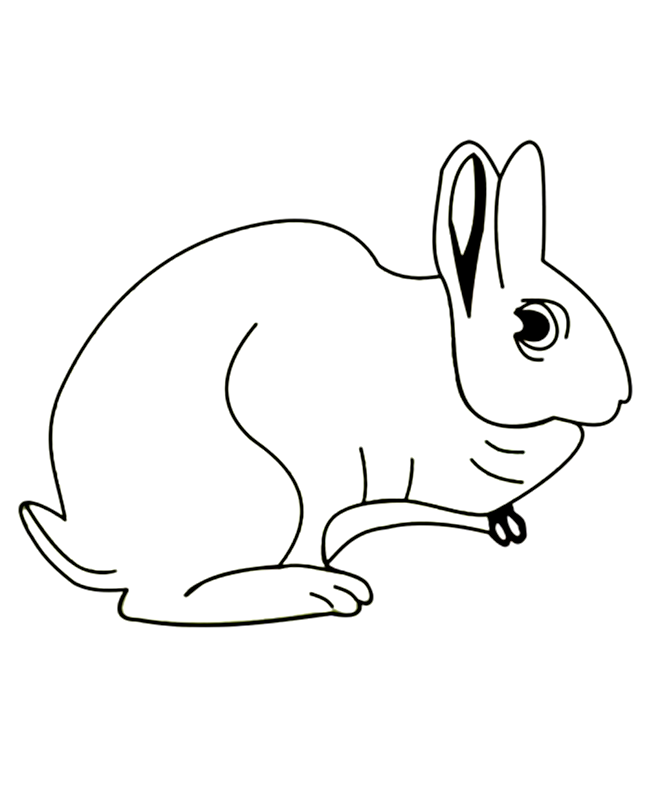 Rabbit | Coloring