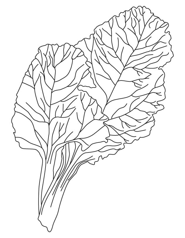 leafy vegetables coloring pages - Clip Art Library