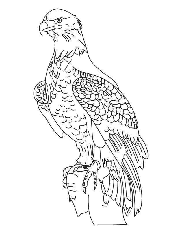National Bird Bald Eagle coloring page | Download Free National