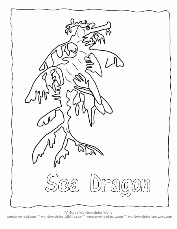 seahorse Colouring Pages