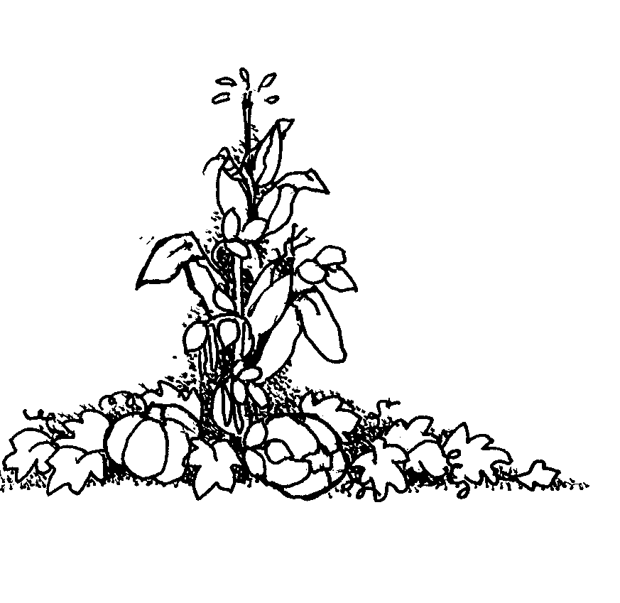 indian corn Colouring Pages
