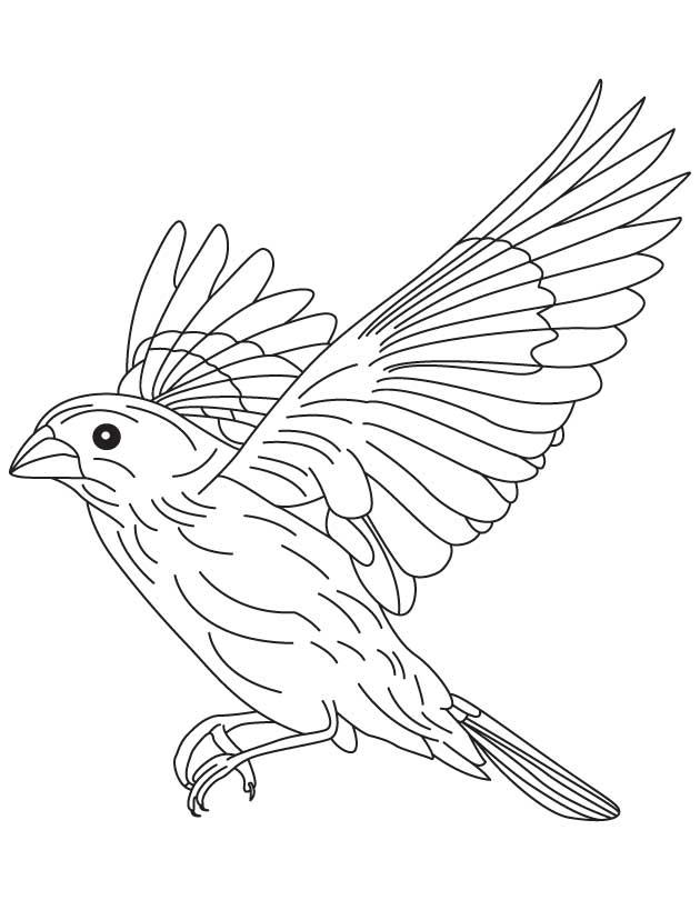 Birds In Flight Coloring Pages