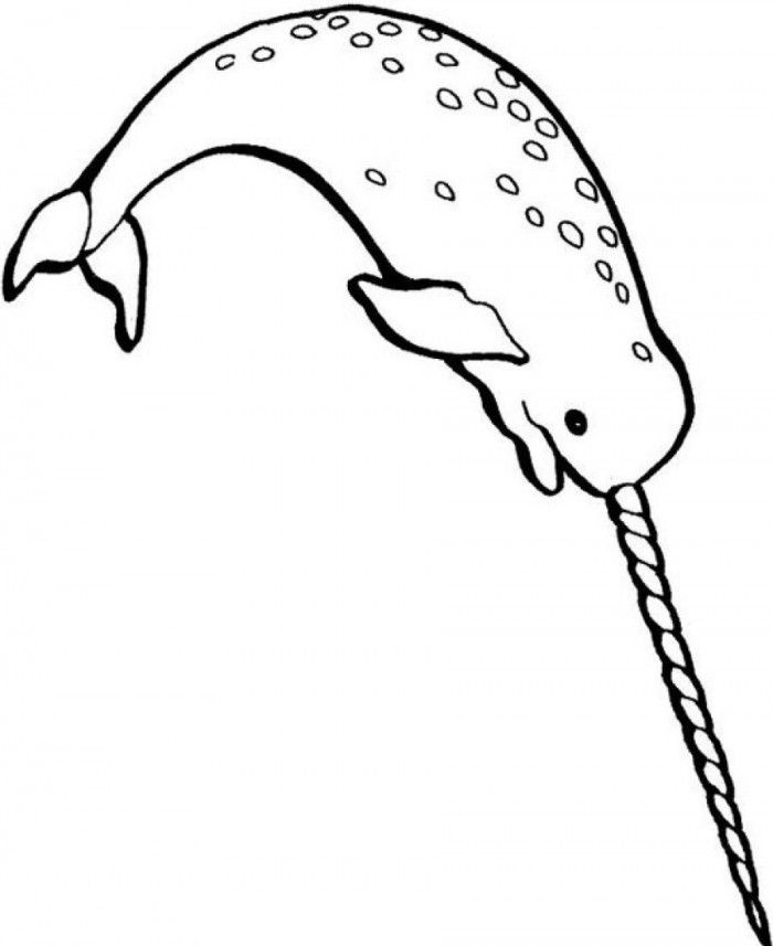 Narwhal Whale | Coloring Page