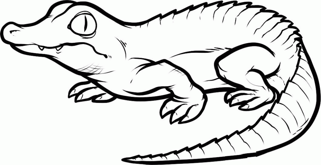 baby alligator coloring pages | Printable Coloring Sheet