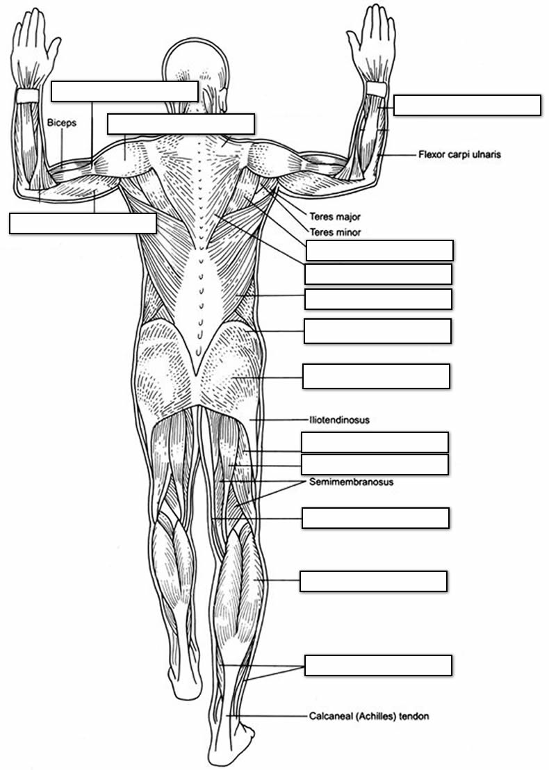 Free Muscular System Coloring Pages Download Free Clip Art Free