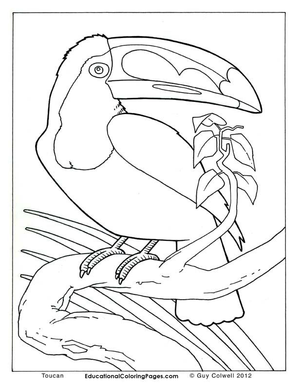 Birds Book Two | Educational Fun Kids Coloring Pages and Preschool
