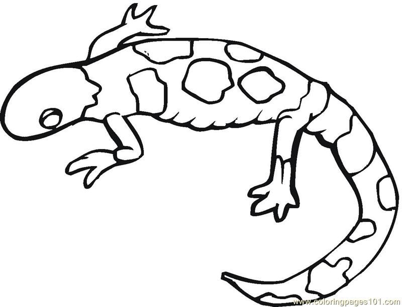 Coloring Pages Gecko lizards (Reptile  Lizard) | free printable