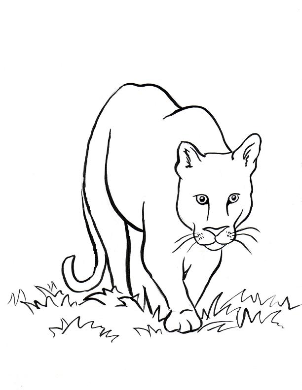 mountain lion drawing easy - Clip Art Library