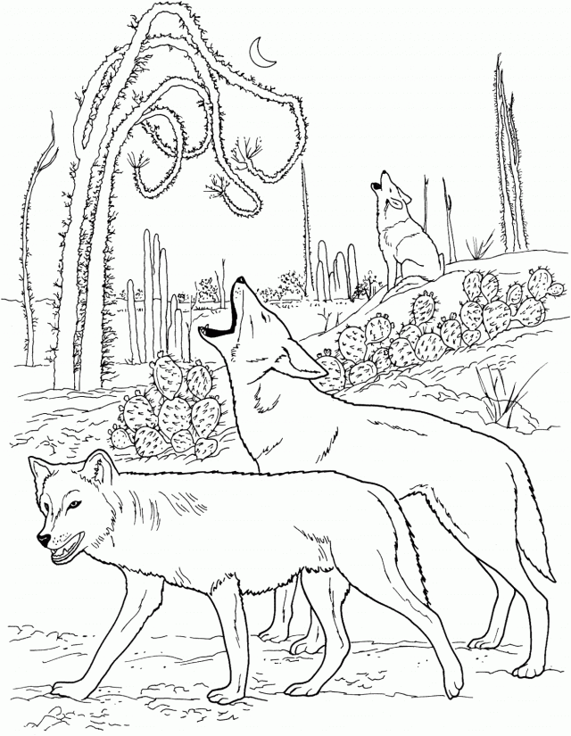 Coyotes Howling In Desert Coyote Coloring Pages